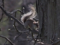 Tree squirrel 