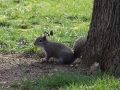Squirrel on the ground